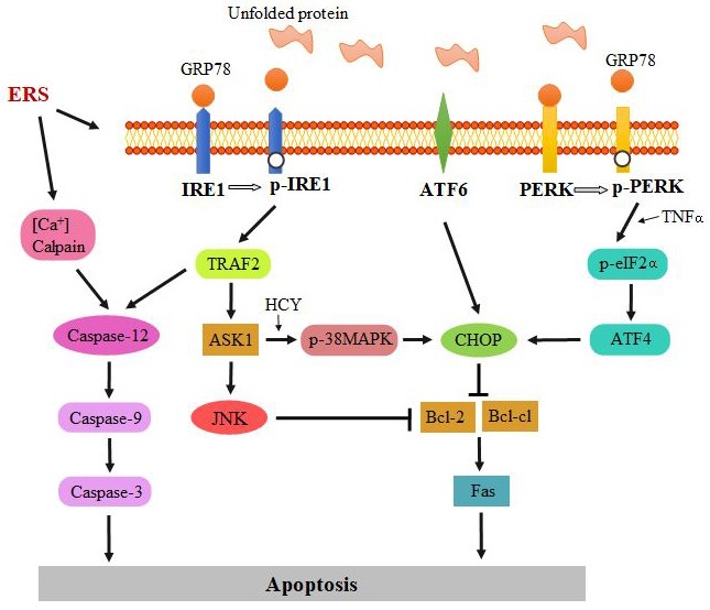 The Role of Endoplasmic Reticulum Stress-Mediated Apoptosis in Vascular Calcification of Chronic Kidney Disease